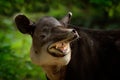 Laughing cheery tapir with open muzzle in nature. Central America Baird\'s tapir, Tapirus bairdii, in green vegetation. Close-up