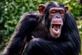 Laughing chimpanzee portrait
