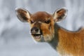 Laughing Deer