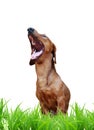 Laughing dog Royalty Free Stock Photo