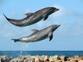 Laughing Dolphins