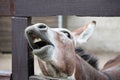 Laughing donkey and horse - funny donkey with horse with open mouthes. Royalty Free Stock Photo