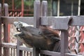 Laughing donkey and horse - funny donkey with horse with open mouthes. Royalty Free Stock Photo