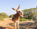 Laughing donkey Royalty Free Stock Photo