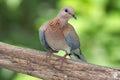 Laughing Dove