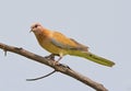 Laughing Dove on the branch