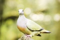 Laughing Dove.