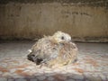 Laughing dove. Exotic veterinarian takes care of orphan bird in the vet clinic