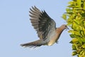 Laughing Dove flying with the building material to the nest