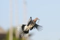 Laughing Dove flying with the building material to the nest