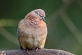 A Laughing dove with her eyes closed