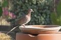 Laughing Dove Holding a Seed at a Makeshift Bird Feeder Royalty Free Stock Photo