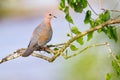 Laughing Dove - Immature
