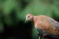 Laughing dove Royalty Free Stock Photo