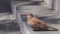 Laughing Dove on Pavement