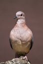 Laughing dove perched on rock