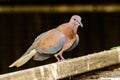The laughing dove Spilopelia senegalensis on a black background. Royalty Free Stock Photo