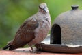 Ring-necked Dove (Streptopelia capicola) Royalty Free Stock Photo