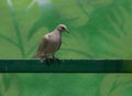 The laughing dove Spilopelia senegalensis perching on railing