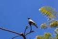 Laughing dove Spilopelia senegalensis seating on the Flame tree Delonix regia, Tenerife, Canary islands, Spain - Image