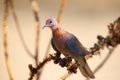 The laughing dove Spilopelia senegalensis sitting on the dry branch with brown background