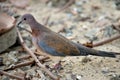 Laughing dove (Spilopelia senegalensis)