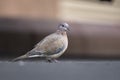 Laughing dove, Spilopelia senegalensis, on the street