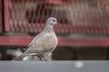 Laughing dove, Spilopelia senegalensis, on the street