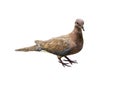 The laughing dove Spilopelia senegalensis on a white background