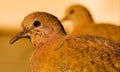 The laughing dove, Streptopelia senegalensis