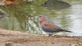 Laughing dove streptopelia senegalensis