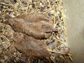 Laughing dove. two bird chicks into the nest. vet monitors the baby birds Royalty Free Stock Photo