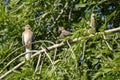 Laughing Doves on a Tree Branch Royalty Free Stock Photo