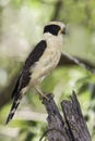 Laughing Falcon, Herpetotheres cachinnans Royalty Free Stock Photo