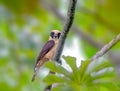 Laughing Falcon perched on a tree in Guatemala Royalty Free Stock Photo