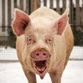 Laughing funny big pig