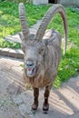 Laughing goat