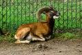 a laughing goat lies on the grass with its head up with its horns up