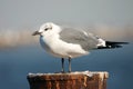 Laughing gull