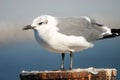 Laughing gull Royalty Free Stock Photo