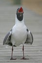 Laughing gull Royalty Free Stock Photo
