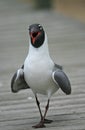 Laughing gull Royalty Free Stock Photo