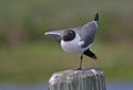 Laughing gull Royalty Free Stock Photo