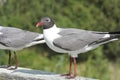 Laughing Gull