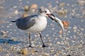 Laughing Gull