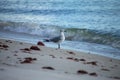 A laughing gull on the beach in Florida, Shore birds, Royalty free stock image. Royalty Free Stock Photo