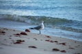 A laughing gull on the beach in Florida, Shore birds, Royalty free stock image. Royalty Free Stock Photo