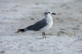 A laughing gull on the beach in Florida, Shore birds, Royalty free stock image. Royalty Free Stock Photo