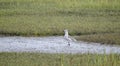 Laughing Gull bird in salt marsh, Pickney Island National Wildlife Refuge, USA