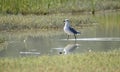 Laughing Gull bird in salt marsh, Pickney Island National Wildlife Refuge, USA Royalty Free Stock Photo